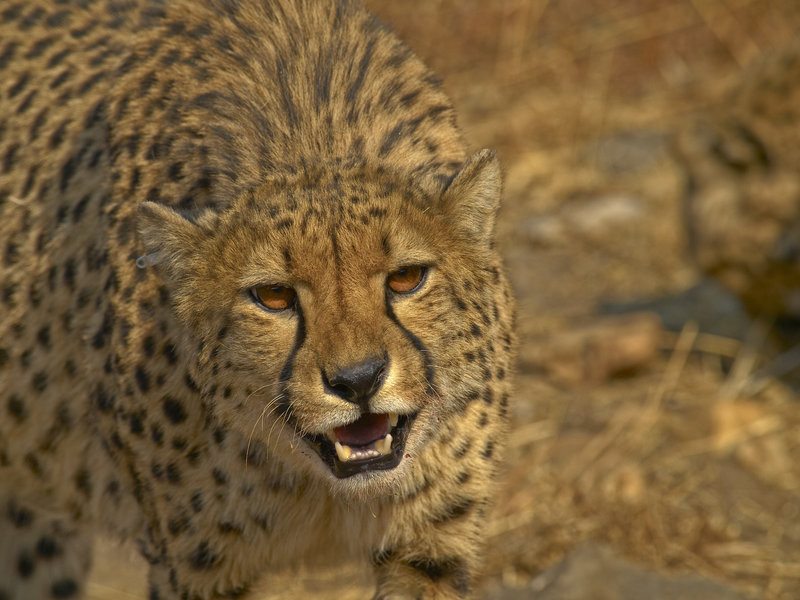 Amani Lodge, Cheetah